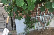 a shovel and some plants on the edge of a garden